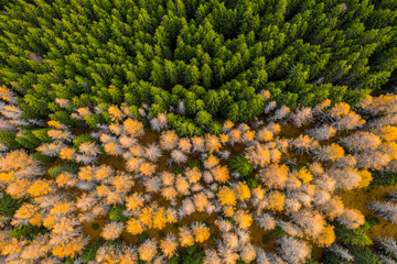 Aerial view of autumn colored forest. Drone shot bird eye. Natural pattern in top down aerial view over the forest. green and yellow forest. Larch and spruce forest. Scenic landscape from above. 
