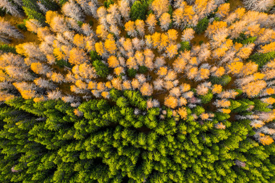 Aerial view of autumn colored forest. Drone shot bird eye. Natural pattern in top down aerial view over the forest. green and yellow forest. Larch and spruce forest. Scenic landscape from above. 
