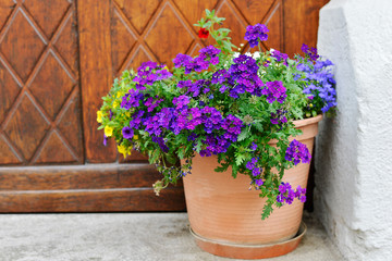 Fototapeta na wymiar The flowers in clay pot on the background of wooden doors
