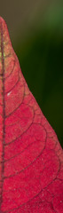 Red Leave