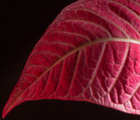 Red leaf