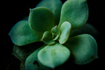 Succulent Portrait Shoot