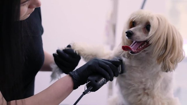Dog In Pet Grooming Salon Getting Hair Cut With Trimmer