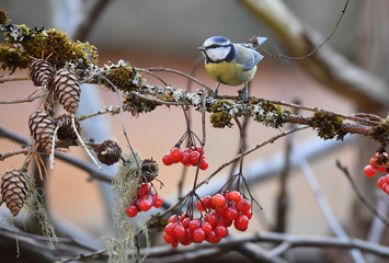 Blaumeise auf Ast