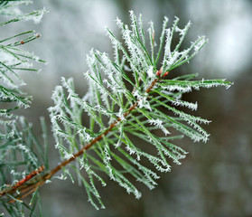 Frozen branches of pine tree spines covered with frost forest in foggy winter morning