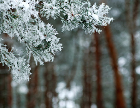 Fototapeta Frozen branches of pine tree spines covered with frost forest in foggy winter morning