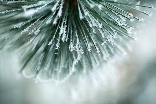 Fototapeta Frozen branches of pine tree spines with frost forest in foggy winter morning