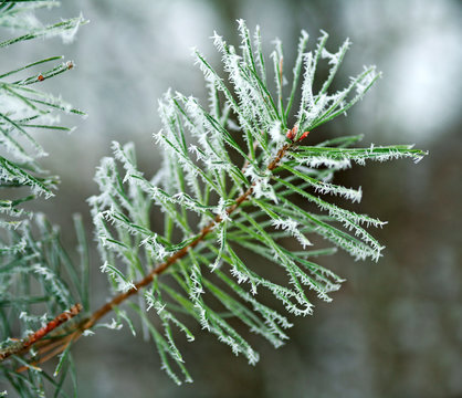 Fototapeta Frozen branches of pine tree spines covered with frost forest in foggy winter morning