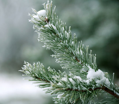 Fototapeta Frozen branches of pine tree spines covered with frost forest in foggy winter morning