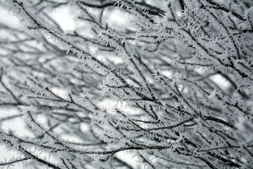 Frozen tree branches with frost ice on winter morning in fog