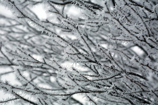 Fototapeta Frozen tree branches with frost ice on winter morning in fog