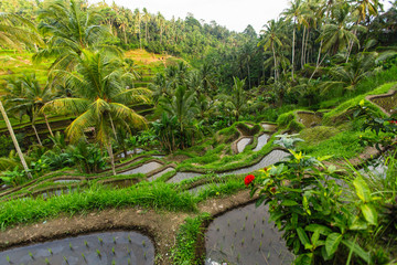 Beautiful green rice terraces in Bali island.