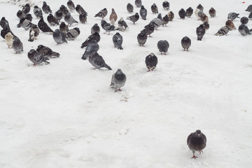 Fototapeta premium A flock of pigeons in the snow