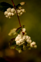 white berries on a bush in the autumn