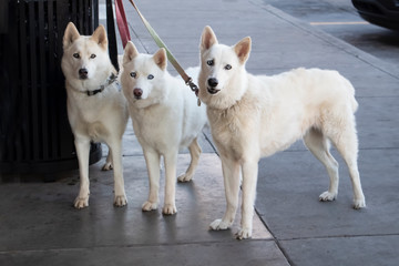 Three beautiful white dogs with ice blue eyes tied to a trash can outside a store while their master shops - looking straight at camera