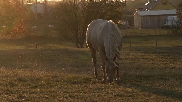 White horse grazing grass on a ranch with beautiful golden sunset contra light.