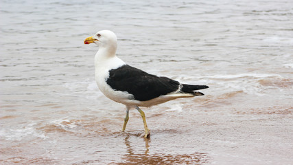 seagull on the beach