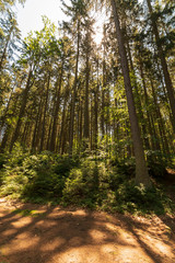 beautiful green forest 