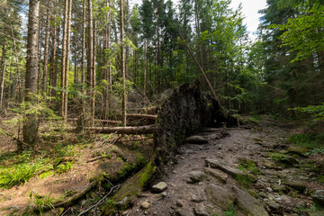 Fallen tree in the park after a storm. Czech Republic. Sumava.