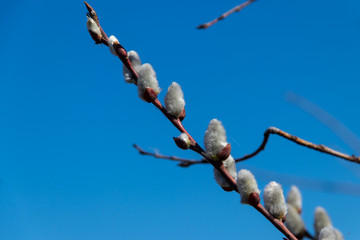 Close-up of the pussy willow branches at early spring
