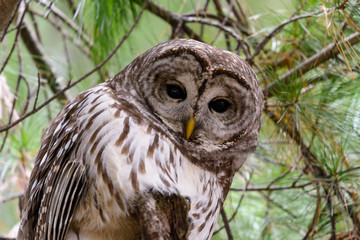 Barred Owl Closeup Portrait in Winter
