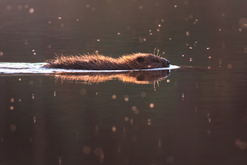 Eurasian beaver is swimming in evening light. Castor fiber © Sergey Ryzhkov