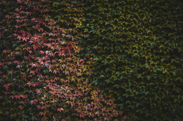 Wall covered with red and yellow leaves of a vine