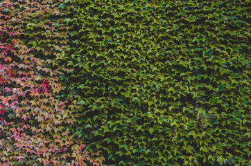 Green and red vine natural covered wall for background.