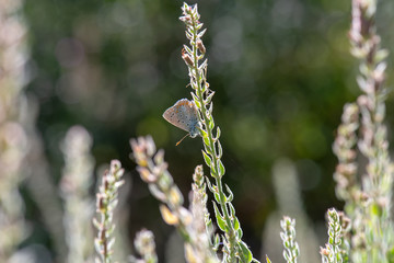 Lycaenidae / Çokgözlü Mavi / / Polyommatus icarus