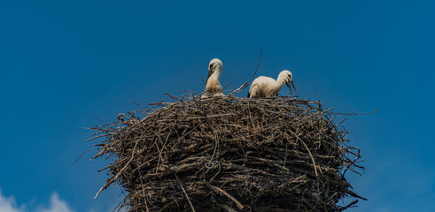 White storks in nest with blue sky in summer day