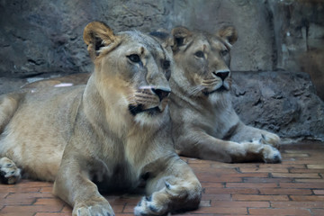 Fototapeta na wymiar Two Female Lions, Two Lionesses