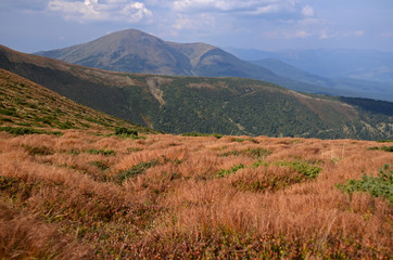 The stone peaks of the mountain ranges of Hoverla Ukrainian Carpathian mountains covered with ancient conifer forests