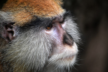 A side view of an ape in a zoo in Mexico-City.