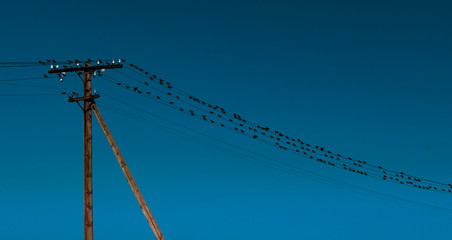 power line cable pole and a flock of birds on a wire against a clean blue sky. Energy industrail.