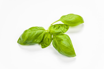 Basil leaves isolated on white background