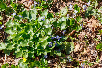 Wild violets on a meadow at spring