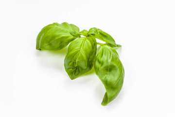 Basil leaves isolated on white background