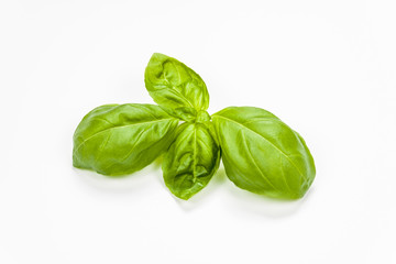 Basil leaves isolated on white background