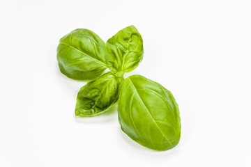 Basil leaves isolated on white background