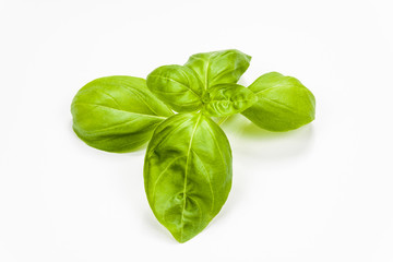 Basil leaves isolated on white background