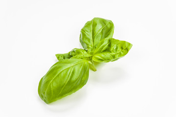 Basil leaves isolated on white background