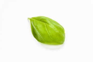 Basil leaves isolated on white background