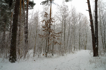 Fototapeta premium Winter snow forest. Snow lies on the branches of trees. Frosty snowy weather. Beautiful winter forest landscape.