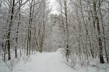  Winter snow forest. Snow lies on the branches of trees. Frosty snowy weather. Beautiful winter forest landscape.