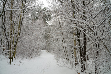  Winter snow forest. Snow lies on the branches of trees. Frosty snowy weather. Beautiful winter forest landscape.