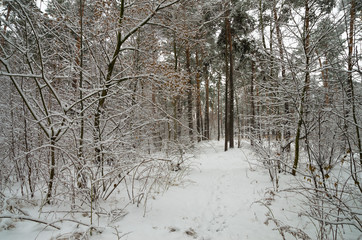  Winter snow forest. Snow lies on the branches of trees. Frosty snowy weather. Beautiful winter forest landscape.