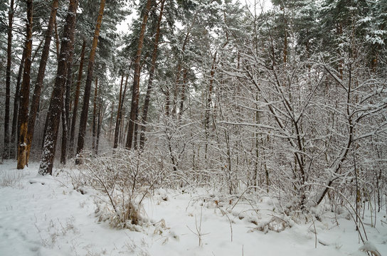  Winter snow forest. Snow lies on the branches of trees. Frosty snowy weather. Beautiful winter forest landscape. © miroshnikserg