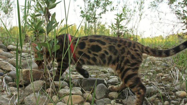 One cat bengal walks on the green grass. Bengal kitty learns to walk along the forest. Asian leopard cat tries to hide in the grass. Reed domesticated cat in nature. Domestic cat on beach near river.