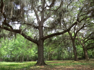 Mossy Florida Oak Tree