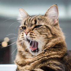 Cute cat opened her mouth and yawns
